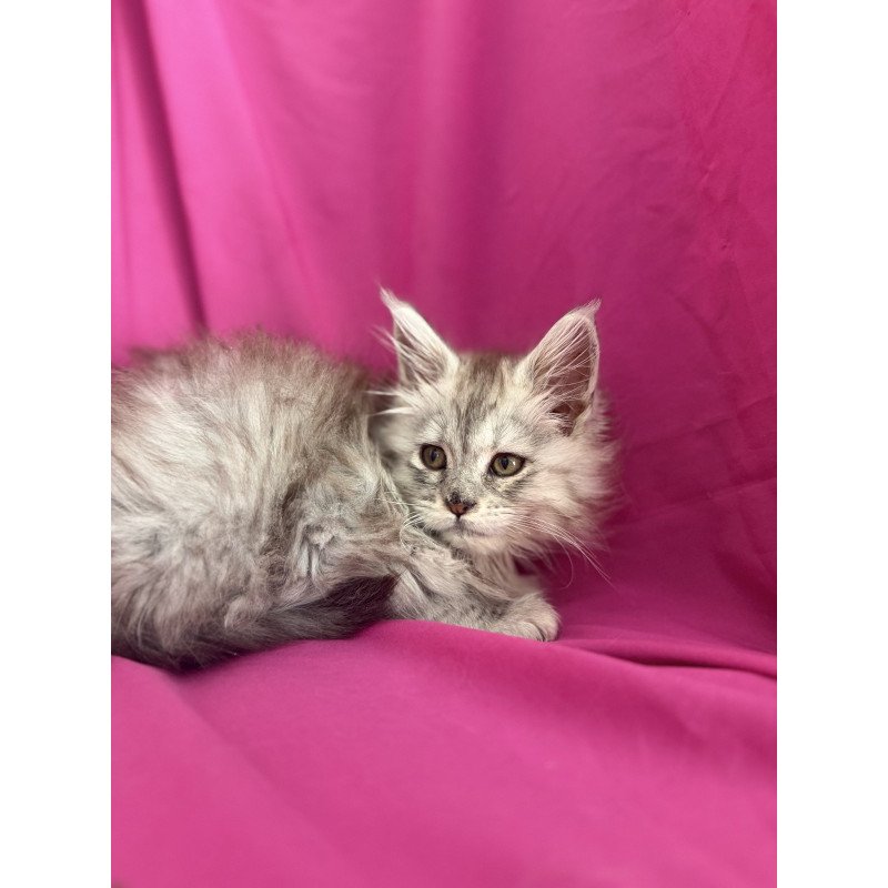 Maine Coon EZ Xiona