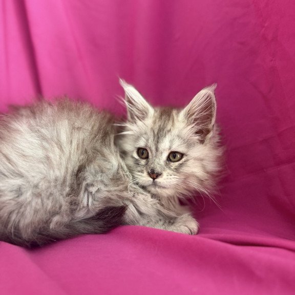 Maine Coon EZ Xiona