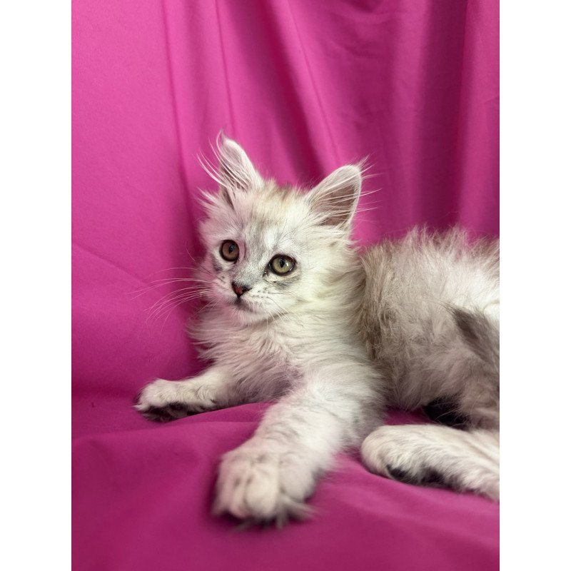 Maine Coon EZ Xiolina
