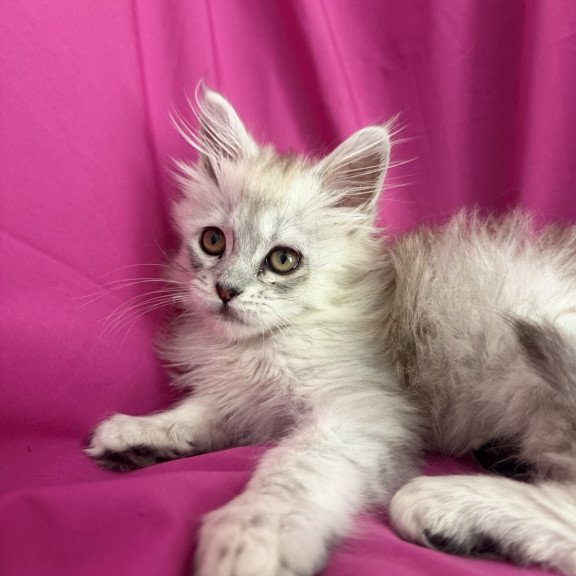 Maine Coon EZ Xiolina