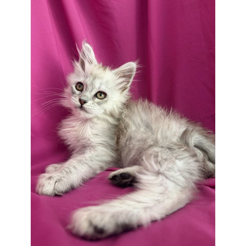 Maine Coon EZ Xiolina