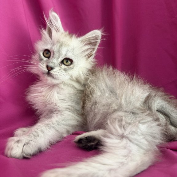 Maine Coon EZ Xiolina