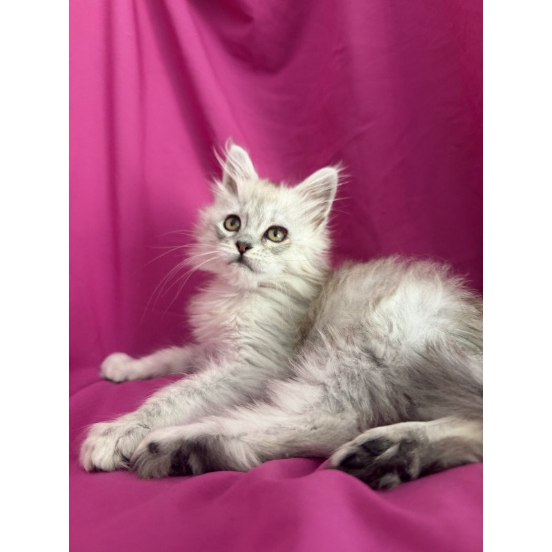 Maine Coon EZ Xiolina