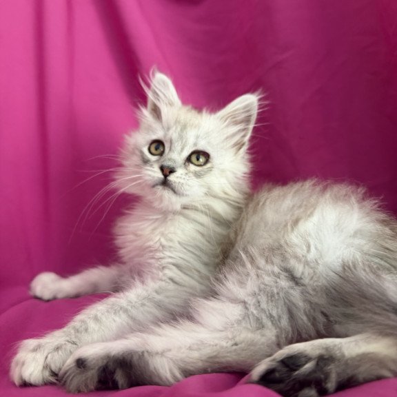Maine Coon EZ Xiolina