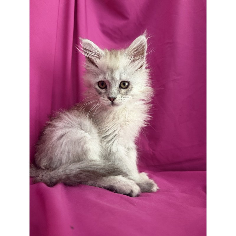 Maine Coon EZ Xiolina