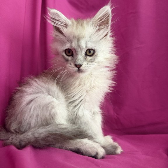 Maine Coon EZ Xiolina