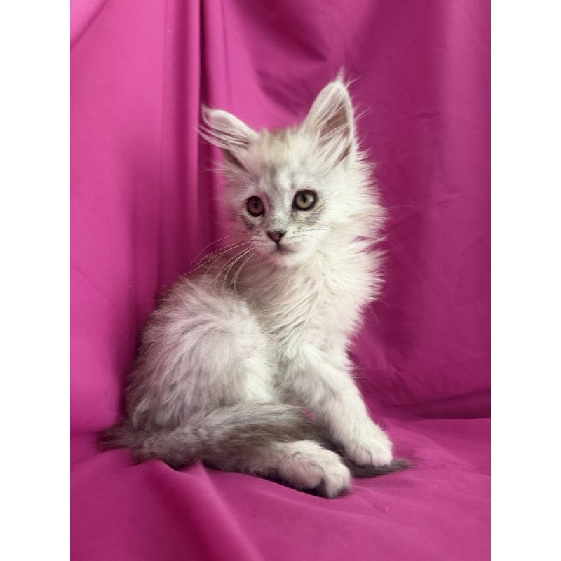 Maine Coon EZ Xiolina