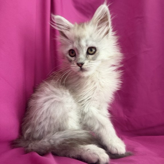 Maine Coon EZ Xiolina