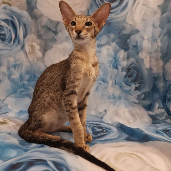 Oriental EZ Layma