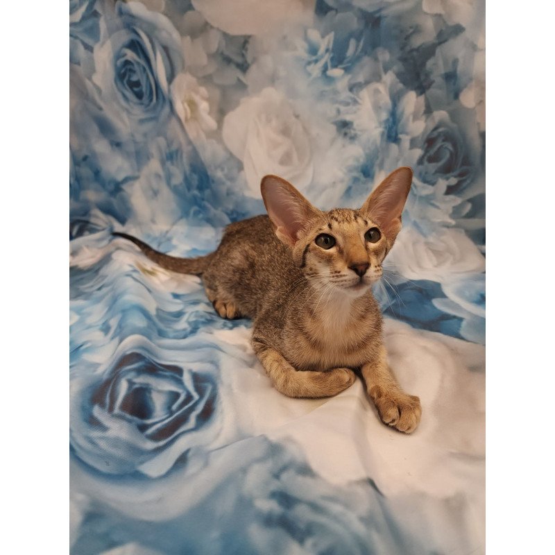 Oriental EZ Layma