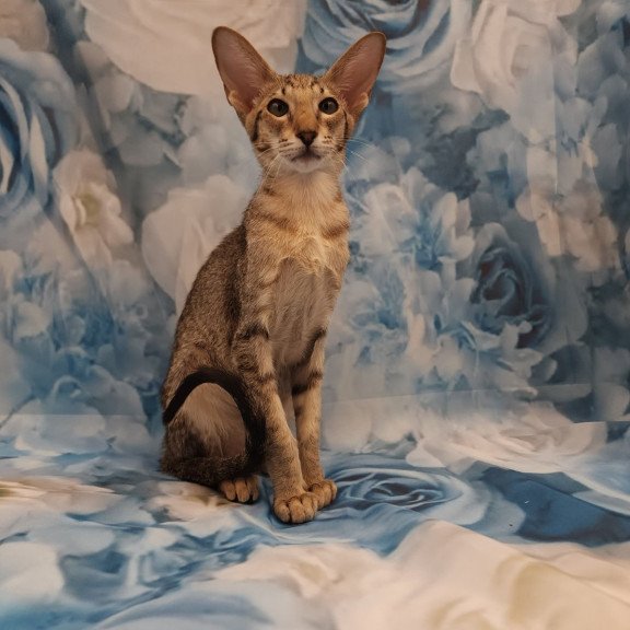 Oriental EZ Layma