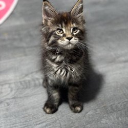 Maine Coon Judith
