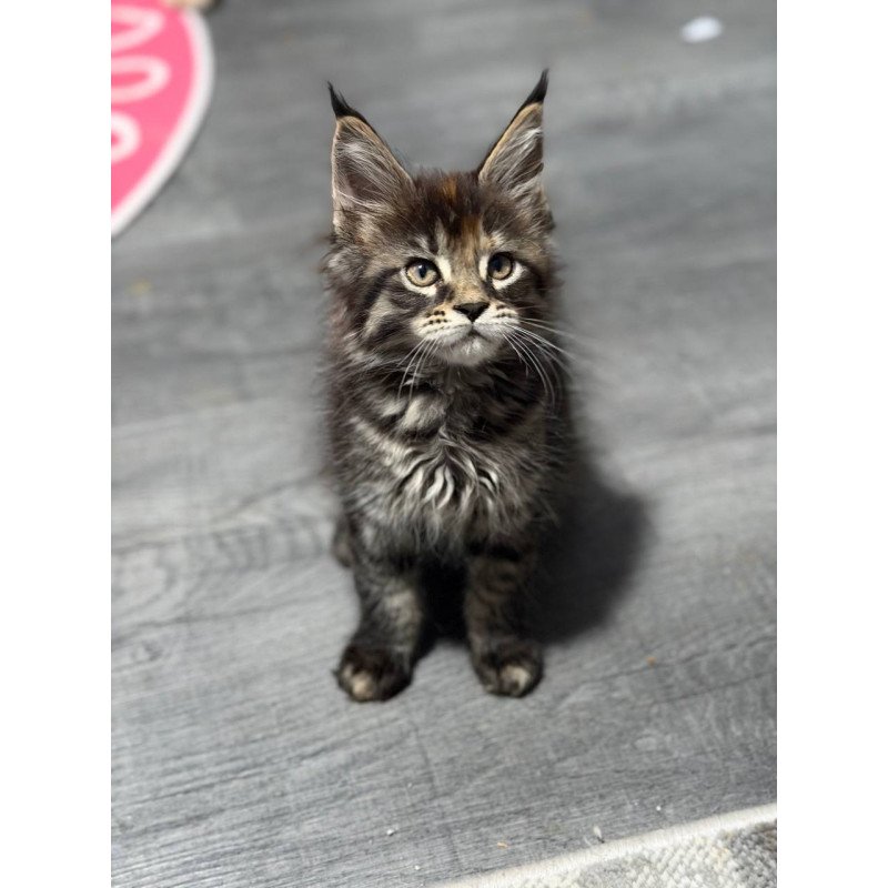 Maine Coon Judith