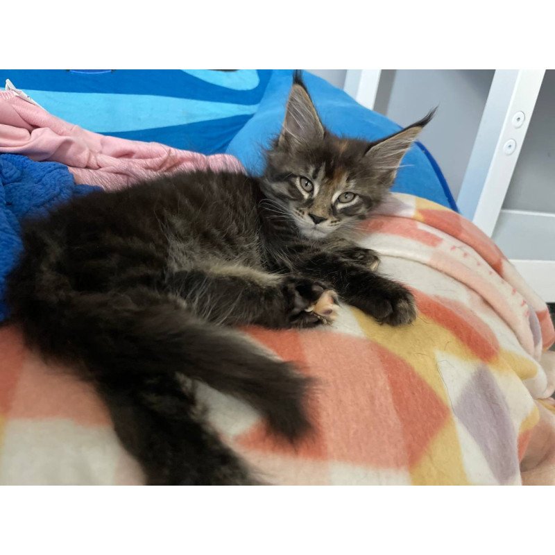 Maine Coon Judith