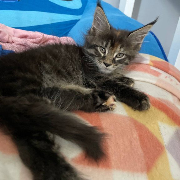 Maine Coon Judith