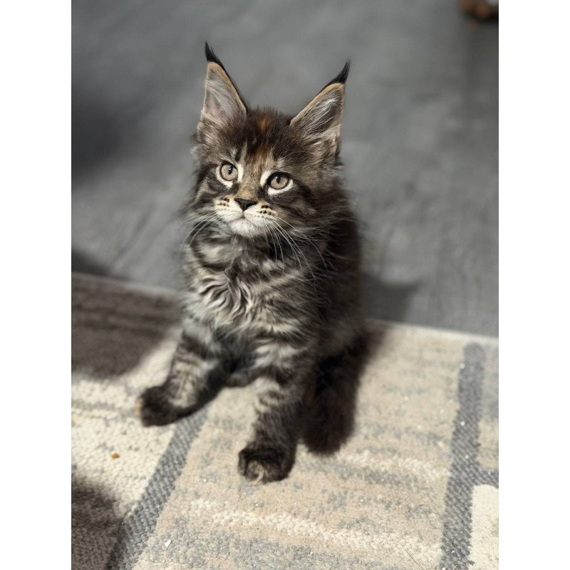 Maine Coon Judith