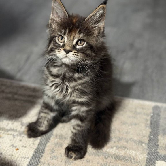 Maine Coon Judith