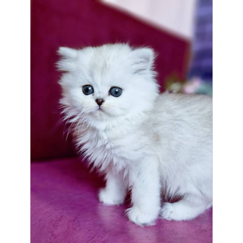 British Nettie