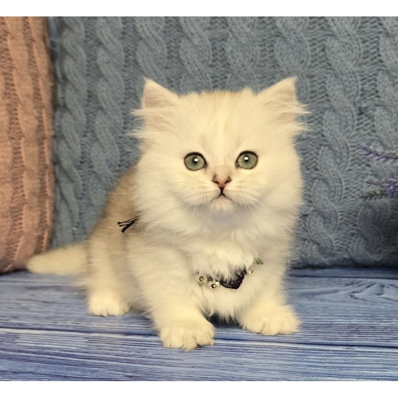 Munchkin Taisia