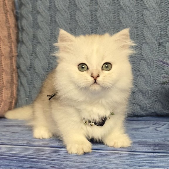 Munchkin Taisia