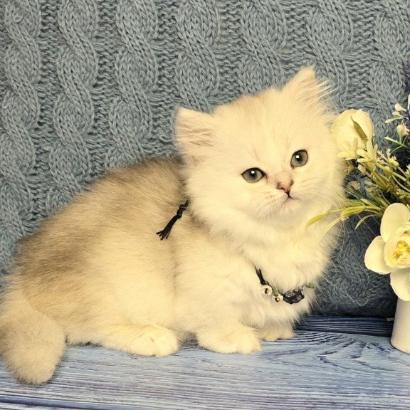 Munchkin Taisia