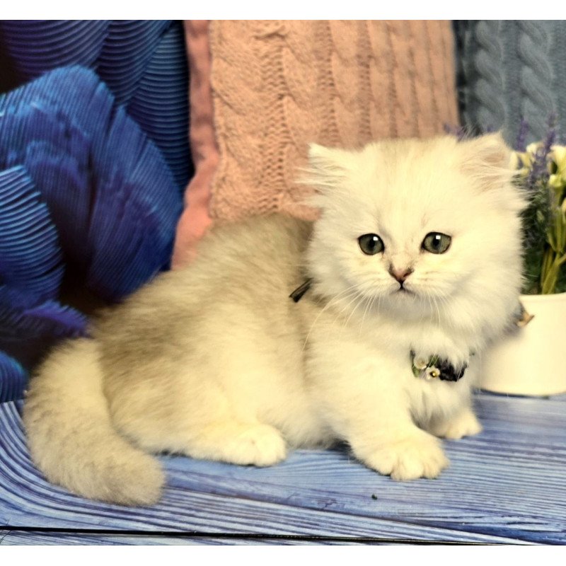 Munchkin Taisia