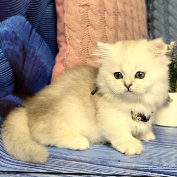 Munchkin Taisia