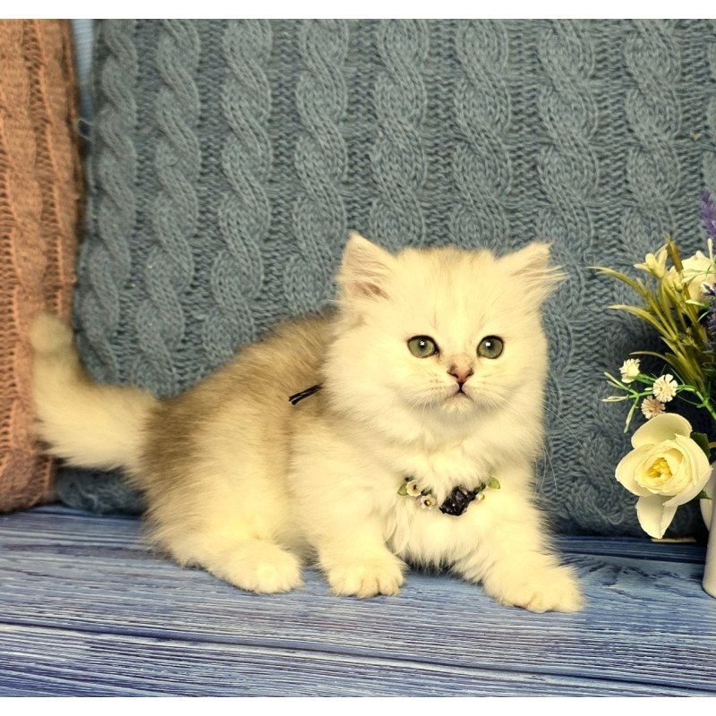 Munchkin Taisia