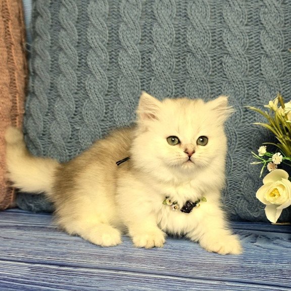 Munchkin Taisia