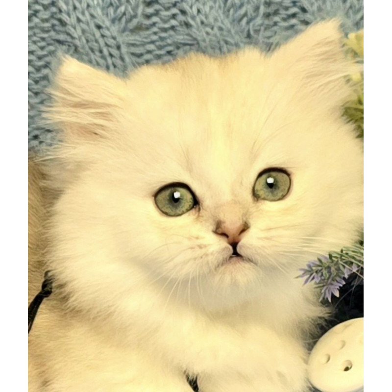 Munchkin Taisia