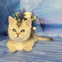 Munchkin Rambo