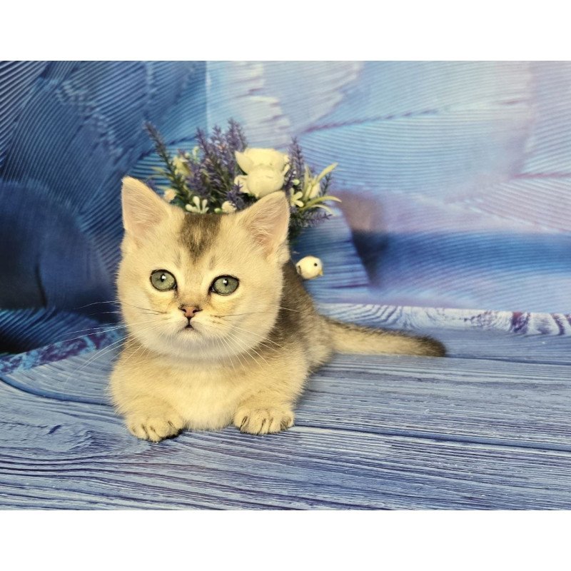 Munchkin Rambo