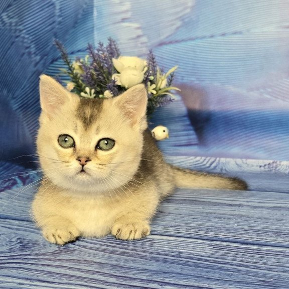 Munchkin Rambo