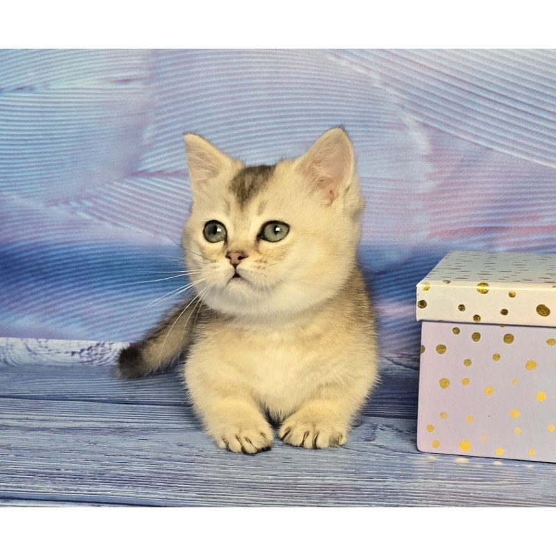 Munchkin Rambo