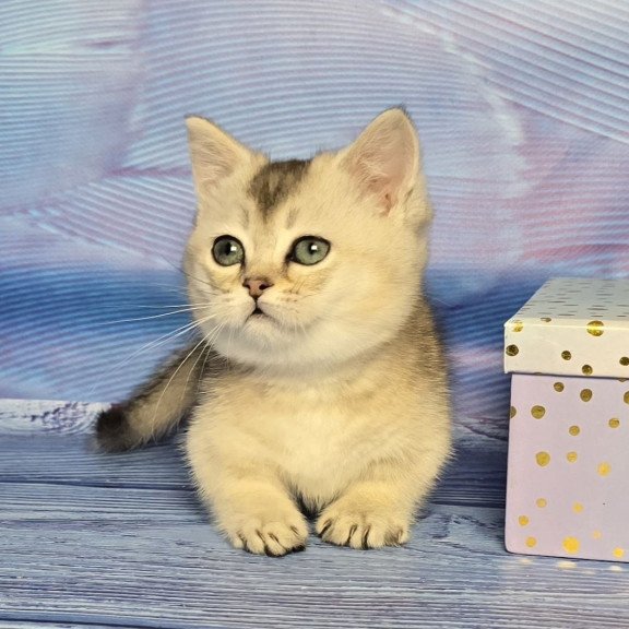 Munchkin Rambo