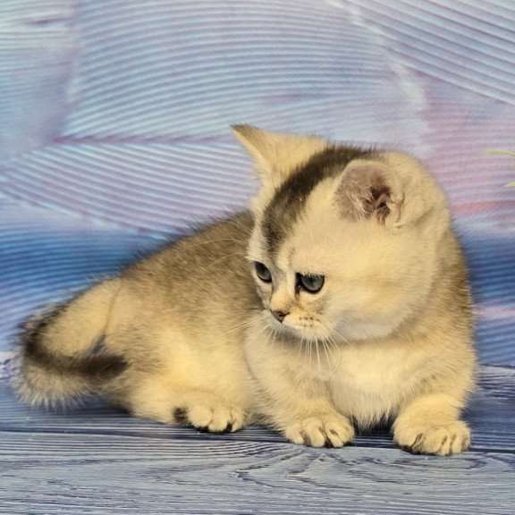 Munchkin Rambo