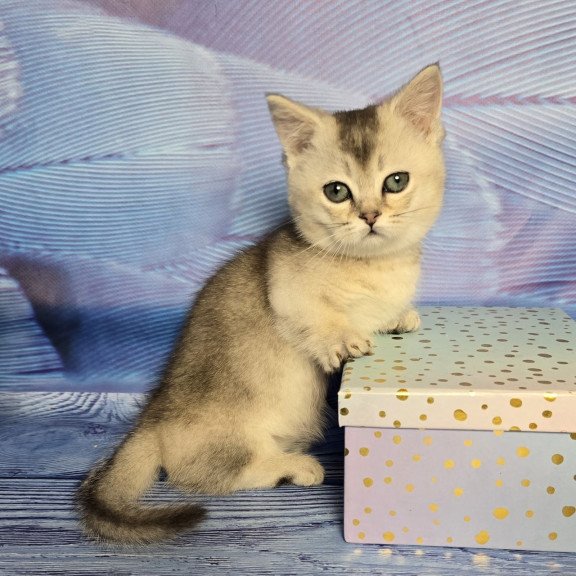 Munchkin Rambo