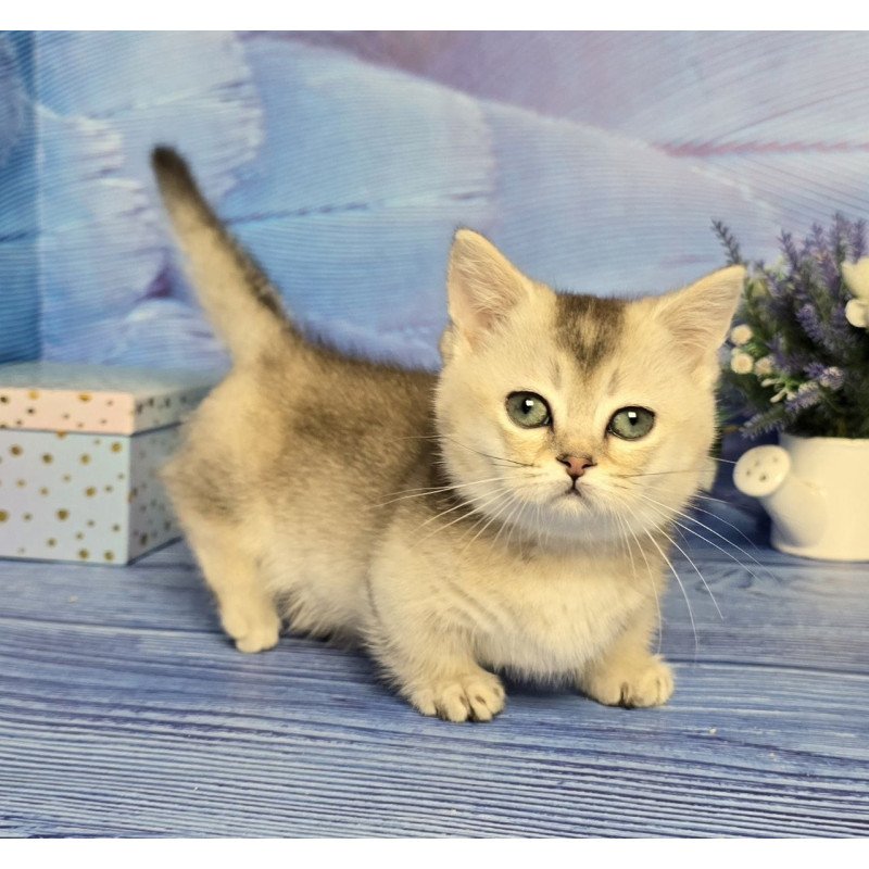 Munchkin Rambo