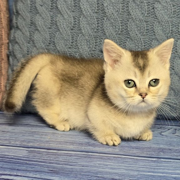 Munchkin Rambo