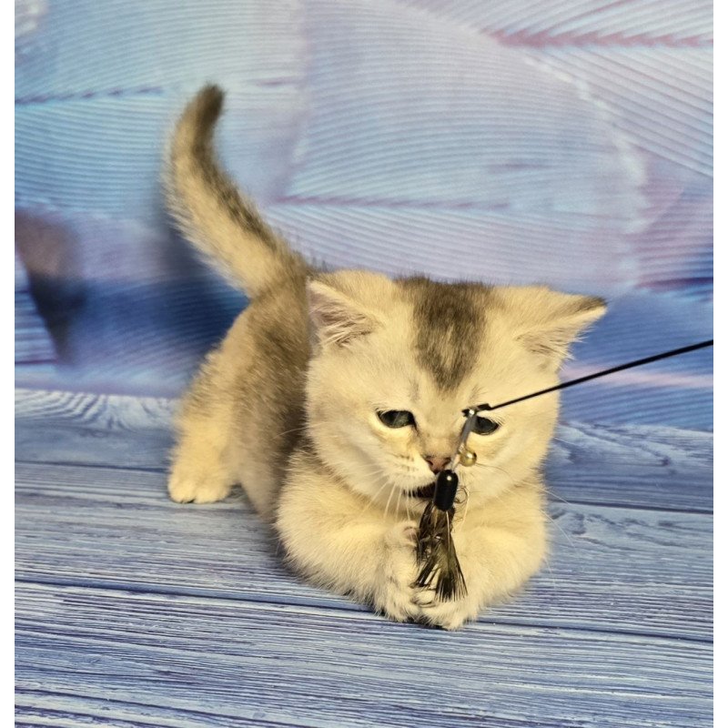 Munchkin Rambo