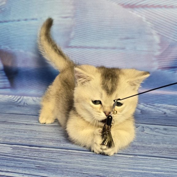 Munchkin Rambo