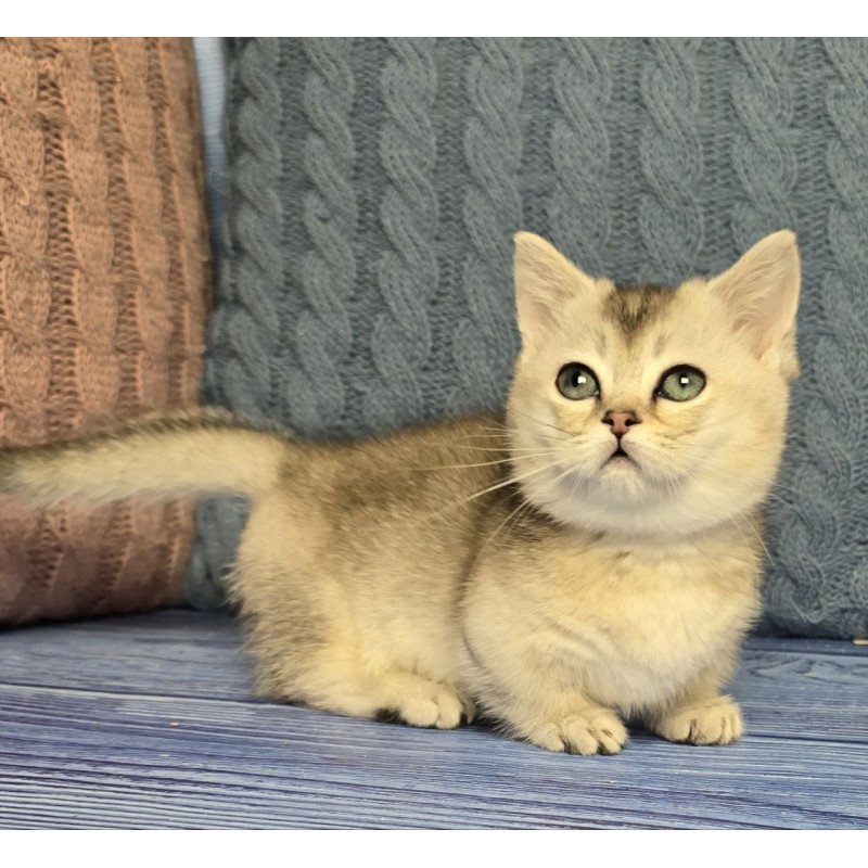 Munchkin Rambo
