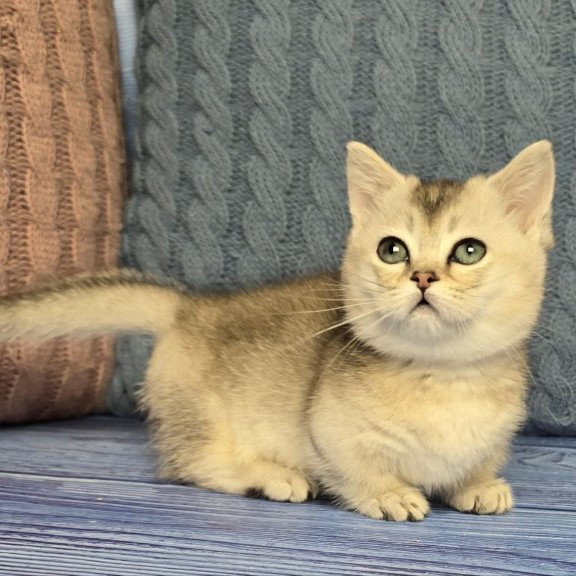 Munchkin Rambo