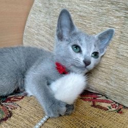 Russian Blue Mila