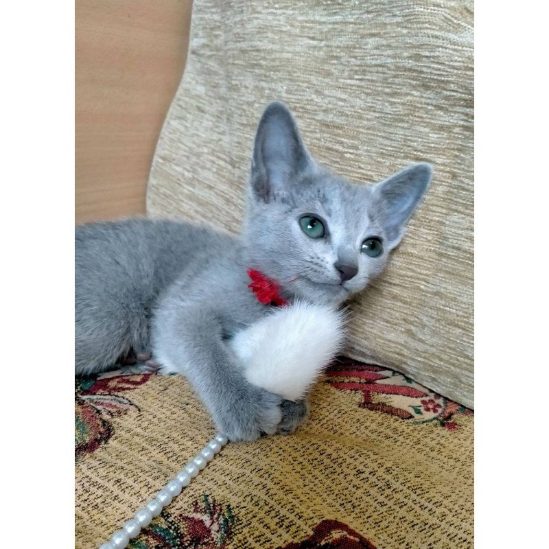 Russian Blue Mila