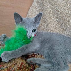 Russian Blue Mila