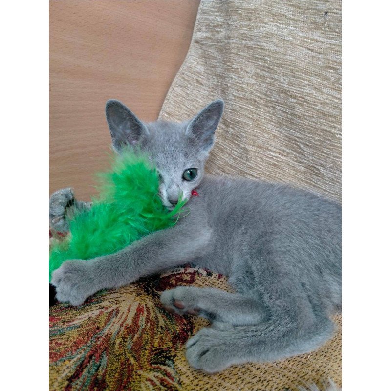 Russian Blue Mila