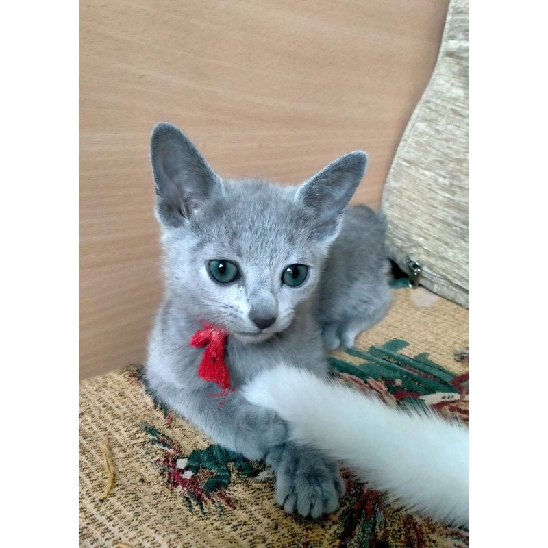 Russian Blue Mila