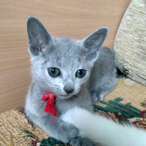 Russian Blue Mila