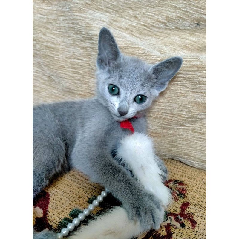 Russian Blue Mila